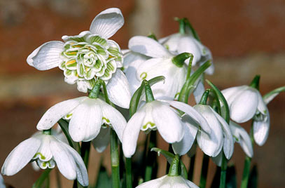 آشنایی با گل بهمن یا گالانتوس یا برف همراه با نحوه پرورش و نگهداری