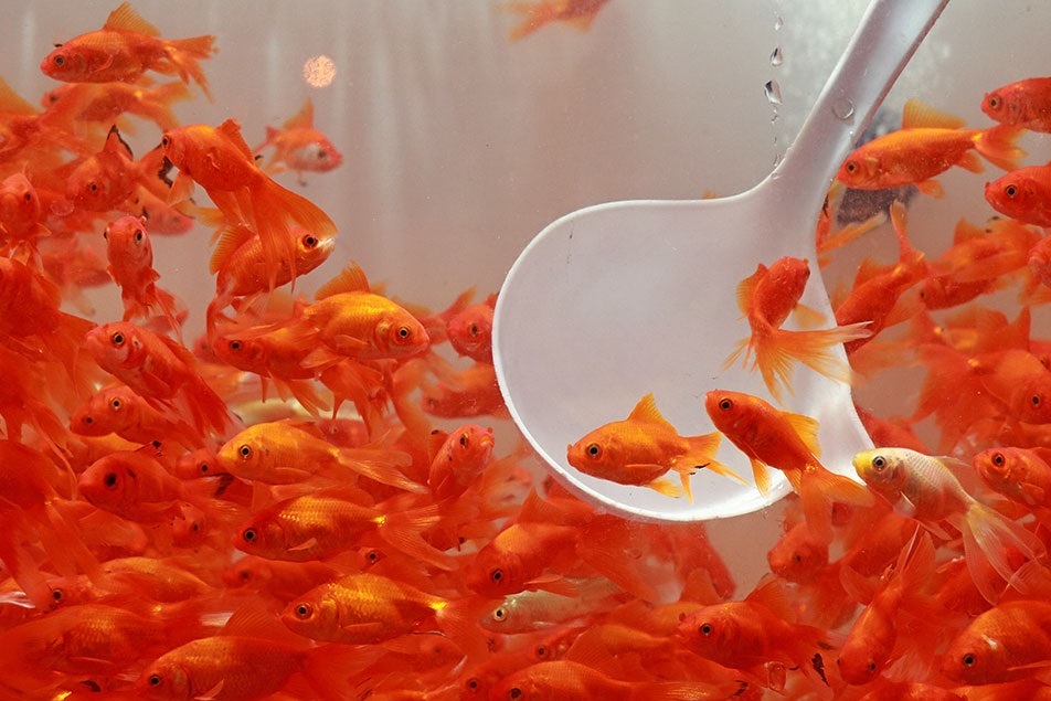در حالی که طول عمر ماهی قرمز بین ۲۵ تا ۴۰ سال گزارش شده، به علت سهل انگاری و کم توجهی، ماهیان قرمز عید حتی چند ماه هم عمر نمی‌کنند.