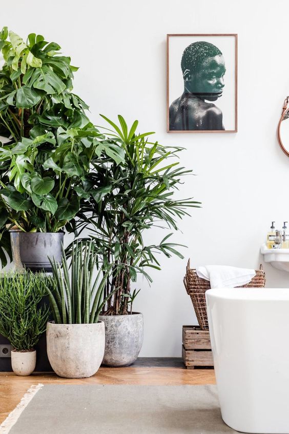 16 گیاه برای زیباتر کردن حمام و سرویس بهداشتی شما