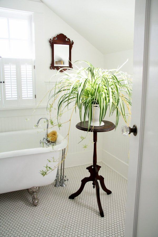 16 گیاه برای زیباتر کردن حمام و سرویس بهداشتی شما