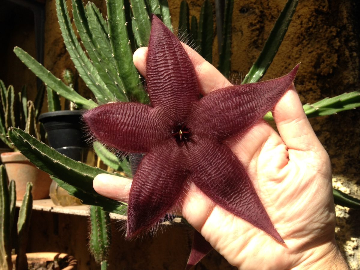نحوه نگهداری و پرورش کاکتوس گل ستاره ای
