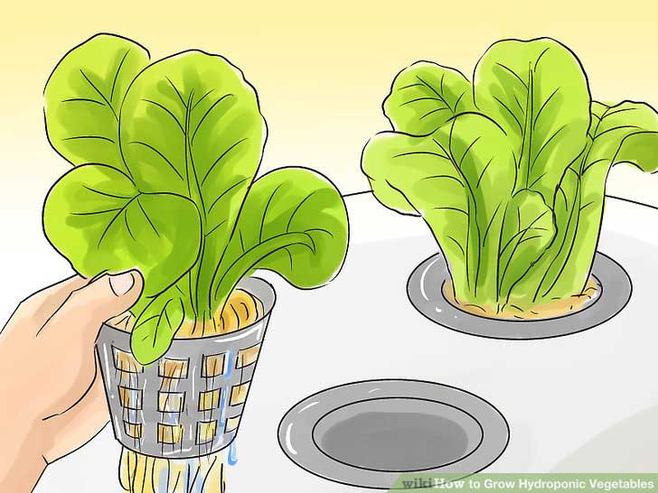 چگونه سبزیجات هیدروپونیک را پرورش دهیم؟