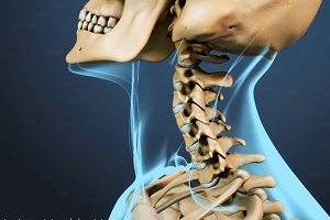 قوس گردن در انسان چگونه تشکیل می شود؟