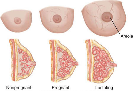 پستان در دوران بارداری چه تغییراتی میکند؟