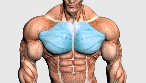 بهترین حرکات بدنسازی برای تقویت عضلات سینه