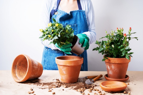 بهترین روش کود دادن به گیاهان خانگی