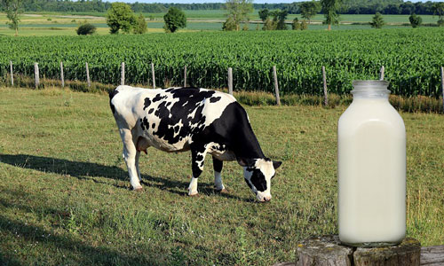 شیر و محصولات لبنی