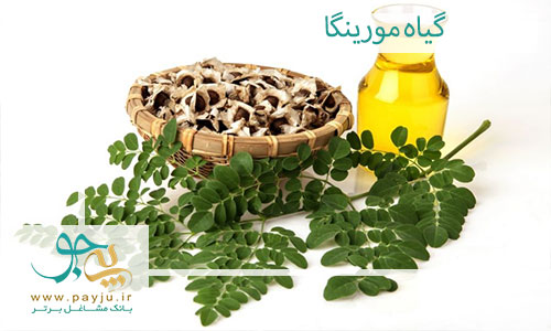گیاه مورینگا (گز روغنی) و کاربردهای گسترده آن در طب سنتی