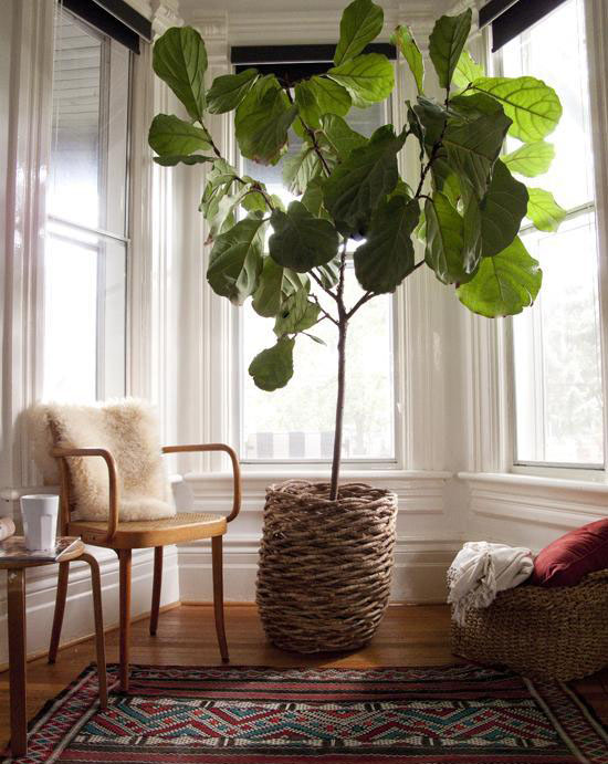 سم زدایی هوای خانه با گیاه فیکوس