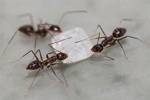 راهکار‌های خانگی برای از بین بردن مورچه‌ ها