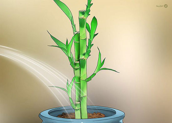چگونه از گیاه بامبو در خانه نگهداری کنیم