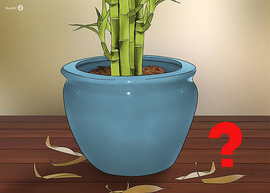 چگونه از گیاه بامبو در خانه نگهداری کنیم