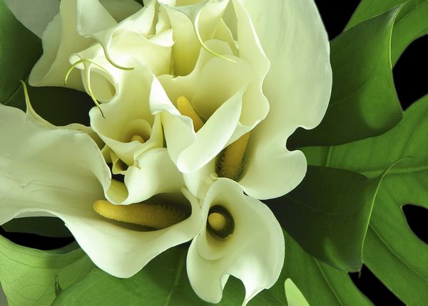 گل شیپوری سفید ، گل های آپارتمانی و لیندا
