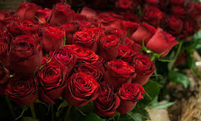 لیست گل فروشی های قزوین