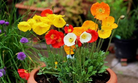 روش کاشت و نگهداری گل شقایق در گلدان