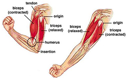 آناتومی عضلات بازو