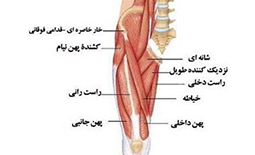 شناخت و آناتومی عضلات ران