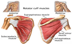 آناتومی عضلات شانه و دلتوئید