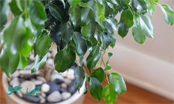 گیاهان آپارتمانی : نگهداری از گیاه فيكوس بنجامين در خانه