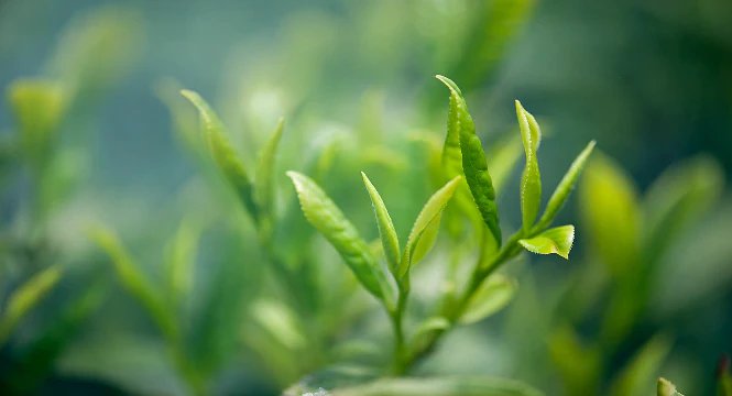 چای سبز و پوست ، جوانسازی واقعی را تجربه کنید