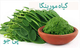 گیاه مورینگا (گز روغنی) و کاربردهای گسترده آن در طب سنتی