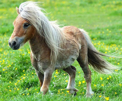 اسب پونی ، زیباترین نژاد اسب ها +عکس