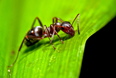 روش های از بین بردن مورچه در خاک گلدان