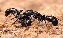 بهترین روش از بین بردن مورچه بدون استفاده از سم