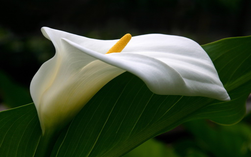 گل شیپوری سفید ، گل های آپارتمانی و لیندا