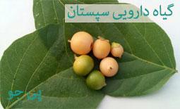 همه چیز درباره گیاه دارویی سپستان : از خواص تا طرز استفاده