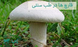 خواص و کاربرد قارچ ها در طب سنتی