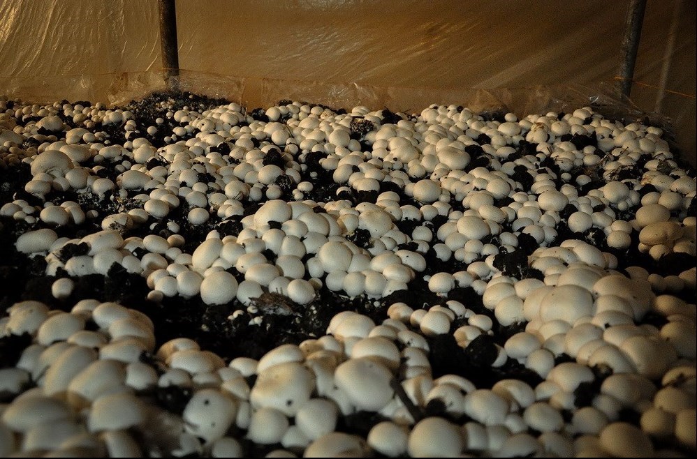 نحوه پرورش قارچ در خانه