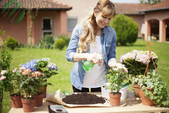 تغذیه و کود دادن به گیاهان خانگی