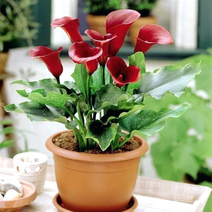 آشنایی با روش نگهداری گل شیپوری در منزل
