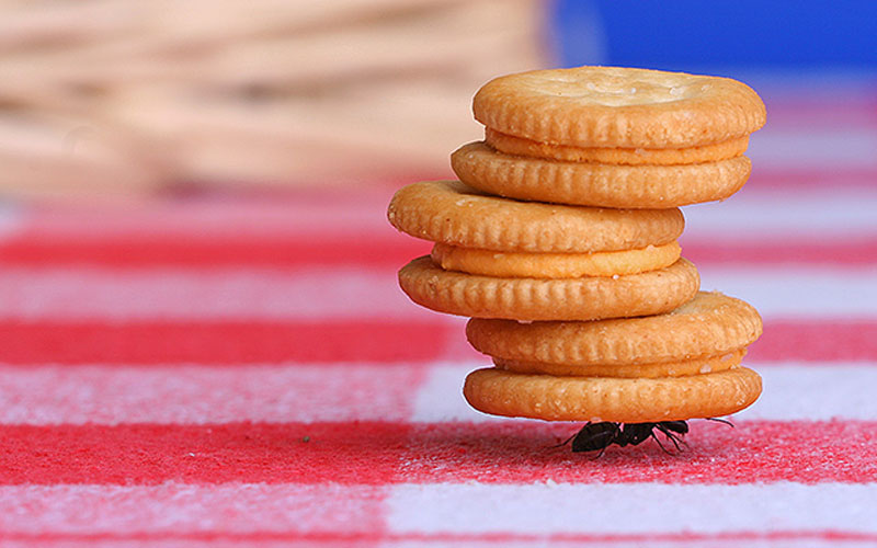شگفتی های باورنکردنی از زندگی مورچه ها