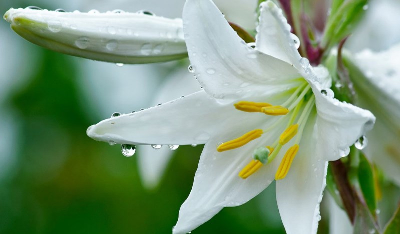 پرورش گل سوسن باران یا سوسن سفید + تصاویر