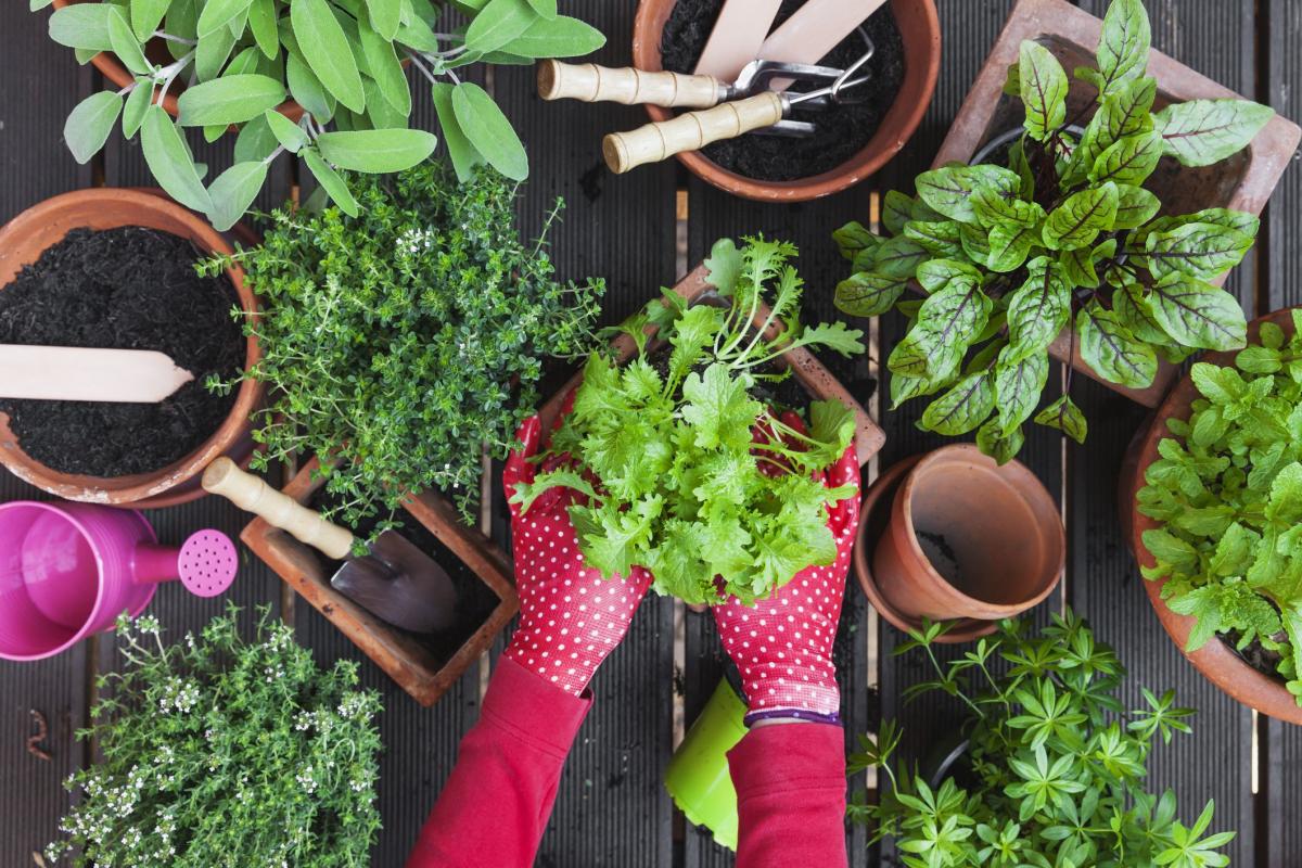 باغبانی شهری با سبزیجات