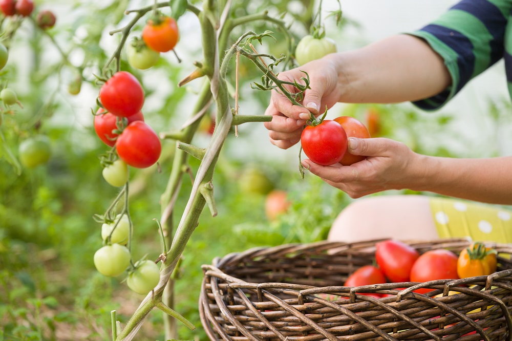 ۶ روش برای سرعت بخشیدن به رشد گوجه فرنگی