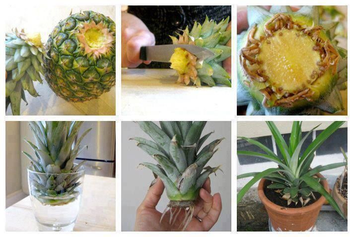 روش های کاشت و نگهداری از آناناس