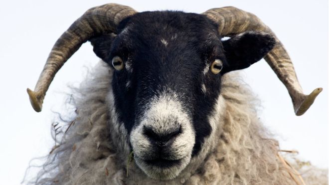 گوسفند‌ها چهره انسان را می شناسند