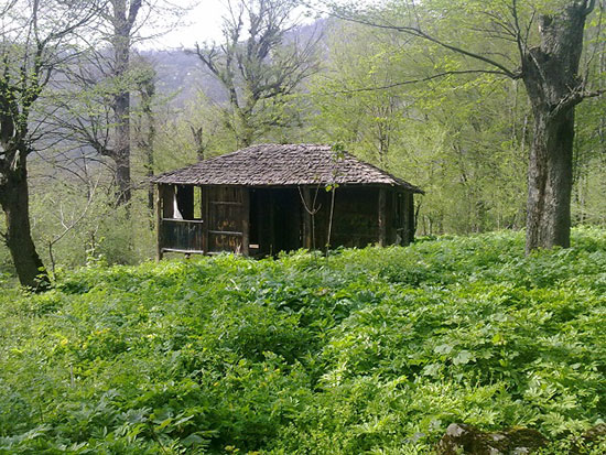 سفر به منطقه جنگلی سیاه رودبار در علی آباد کتول