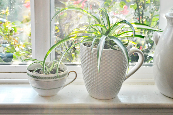 بهترین گیاهان آپارتمانی برای بهبود سلامتی