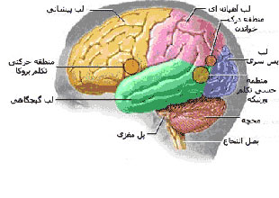  مغز,اجزای مغز انسان,دانستنیهای جالب درباره مغز انسان