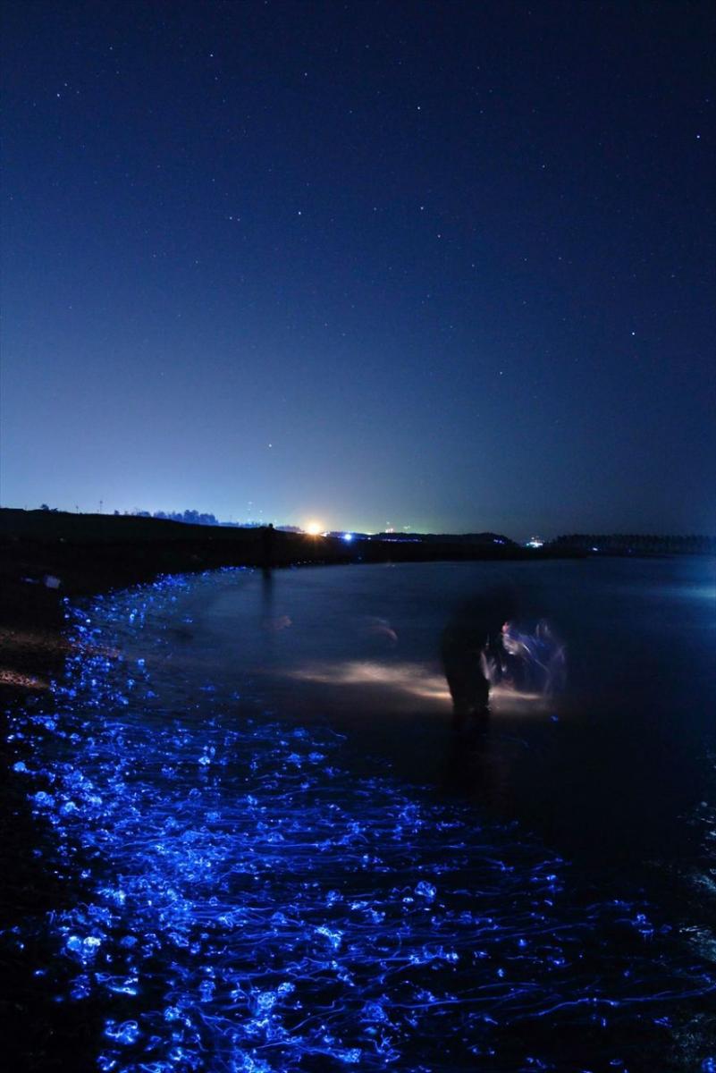 هجوم ماهی های شب تاب به ساحل خلیج تویاما
