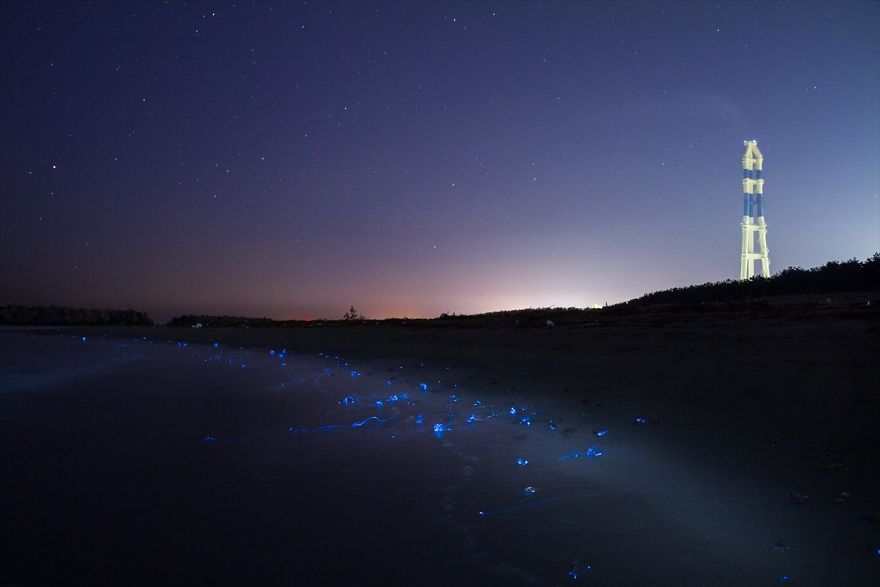 ساحل خلیج تویاما شب ها شگفت انگیز میشود