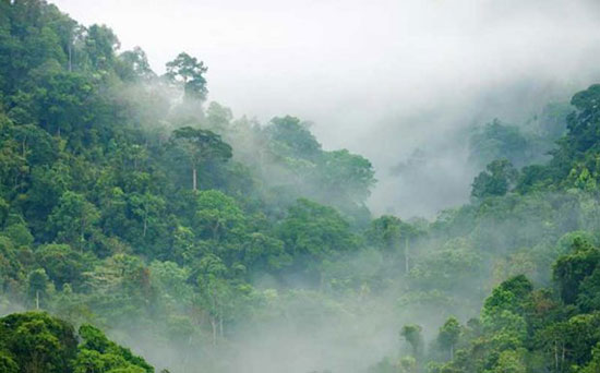 معرفی پربارانترین جنگل های دنیا