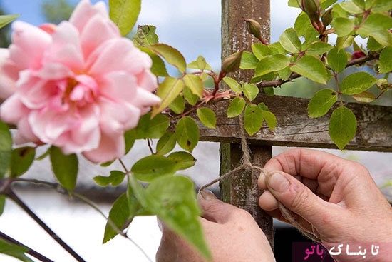آشنایی با چند روش برای پرورش گل رز
