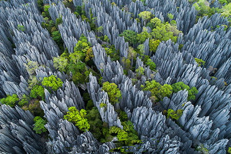 عجایب دیدنی جنگل سینجی در ماداگاسکار