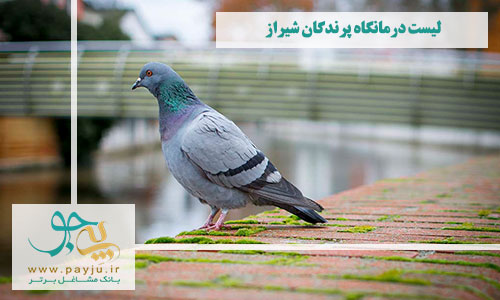 کلینیک های دامپزشکی تخصصی پرندگان در شیراز