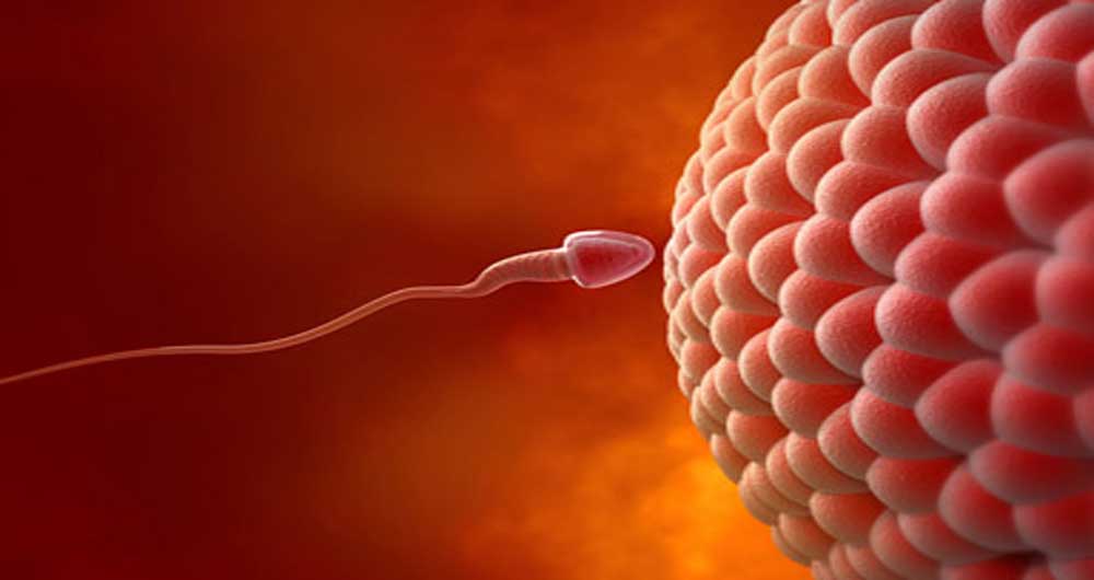 اسپرم جهشی و بارور چیست؟
